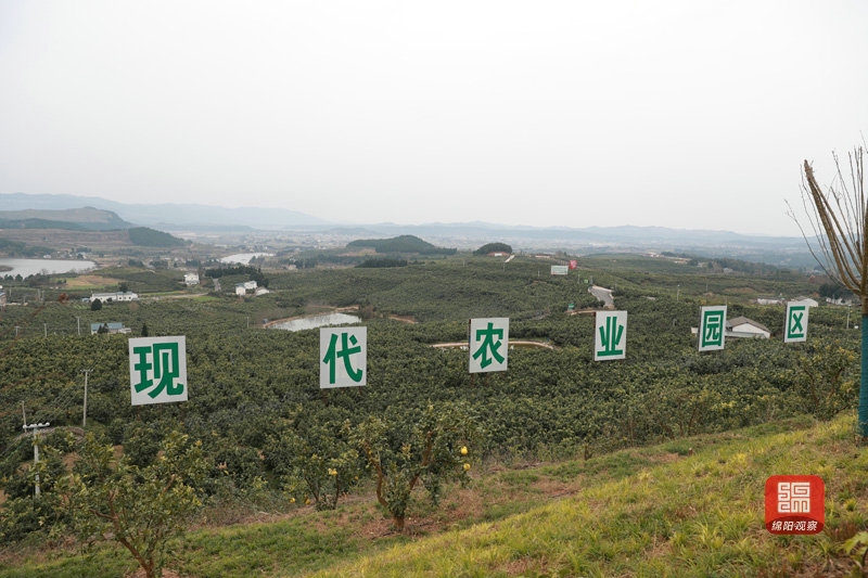 2021年12月26日 梓潼現(xiàn)代農(nóng)業(yè)產(chǎn)業(yè)園（記者 賴(lài)杰 攝）.JPG