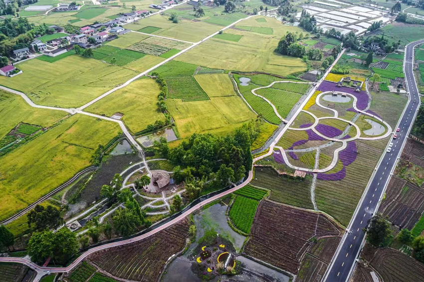 彭什川芎現(xiàn)代農(nóng)業(yè)園區(qū)航拍。敖平鎮(zhèn)供圖