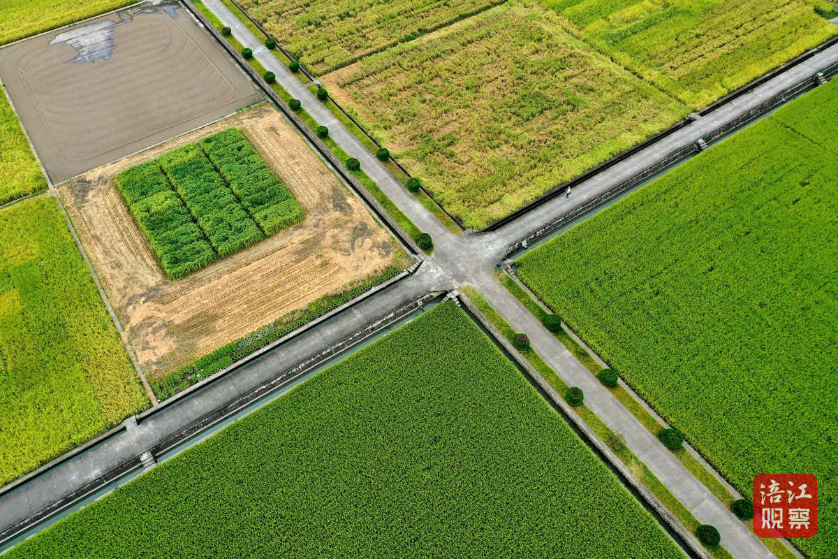 2024年8月30日，綿陽農(nóng)科院基地 周良斌1_1.jpg